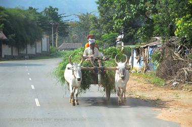 On Route Thekkady to Madurai,_DSC_7652_H600